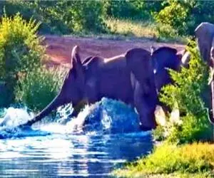 مستند حیات وحش؛ کروکودیل با چنگ و دندون برای شکست ۵ فیل تلاش میکنه!