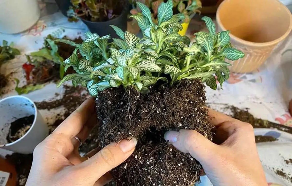 Fittonia-plant-maintenance-05