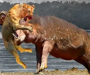 از بدایع حیات وحش؛ کرگدن مفلوک گیاهخواره برای تفریح با شیر شقی سرشاخ شد کشتش