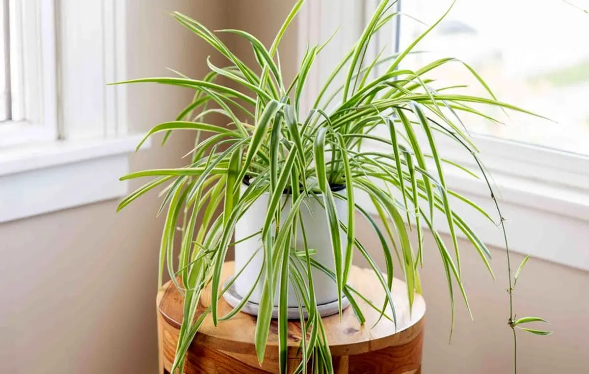 spider-plant-3