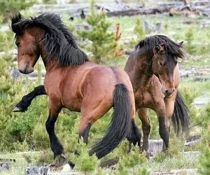 مستند حیات وحش؛ هیاهوی اسب های نر وحشی برای جلب توجه مادیان