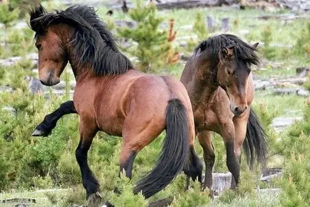 مستند حیات وحش؛ هیاهوی اسب های نر وحشی برای جلب توجه مادیان