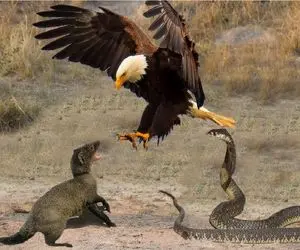 جذابیت حیات وحش / نبرد قهارانه مار و عقاب سفاک برای بلع ماگنوس ددمنش