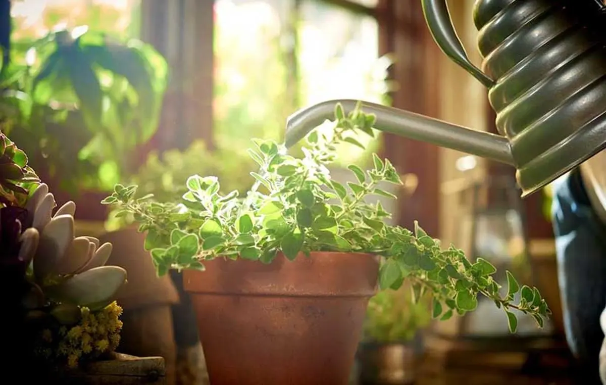 Benefits-of-rice-water-for-plants-05