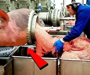 فرآوری خوک؛ خوک های زشت لاغر مردنی رو با تجهیزات مدرن میکشن و کالباسش میکنن 