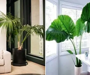 گیاهان آپارتمانی بزرگ جثه / با اینا دکوری فوق شیک بساز که هر چشمی رو مجذوب خودش میکنه