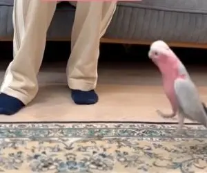 آواز شاد؛ تا به طوطی میگن نانای نای شروع میکنه رقصیدن