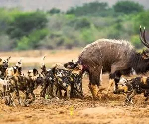 جذابیت حیات وحش؛ کل یالدار بین دهن گرسنه سگ های وحشی گیر افتاد و جان تسلیم نکرد