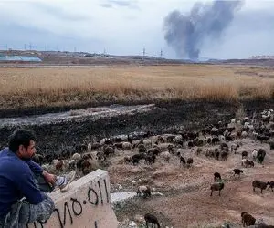 (جدول) قیمت دام زنده امروز ۲۳ آبان ۱۴۰۳ / بازار دام در حال درجا زدن!