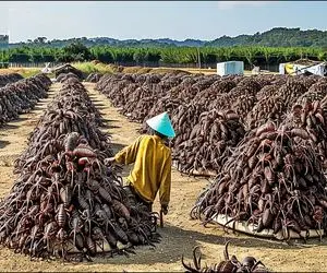 فرآوری عقرب؛ تخم عقرب و میکارن تو خاک مخصوص زهرش میشه دارو گوشتش میشه سوخاری