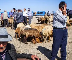 (جدول) قیمت دام زنده امروز ۱۷ آبان ۱۴۰۳ اعلام شد /ثبات نسبی بر بازار چیره است