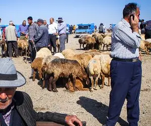 (جدول) قیمت دام زنده امروز ۱۷ آبان ۱۴۰۳ اعلام شد /ثبات نسبی بر بازار چیره است