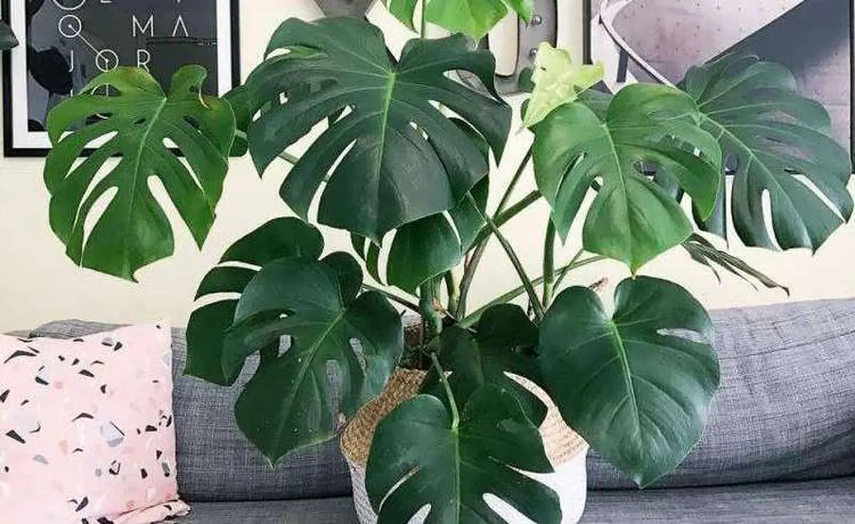 monstera-prop-5