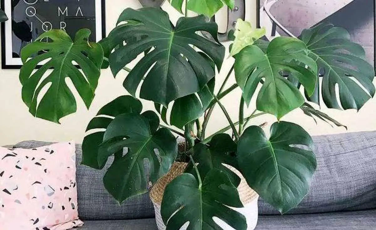 monstera-prop-5