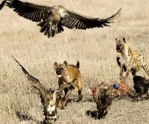 شاهکار حیات وحش؛ شیر دد کفتار و کرکس لاشخور صف کشیدن واسه بلع لاشه گورخر