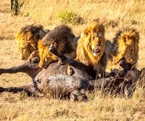 شاهکار حیات وحش / نمادین ترین برخوردها و رویارویی بین شیر و گاومیش عظیم الجثه