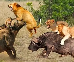 از جذابیت های حیات وحش؛ بوفالو تا دید شیر های ناکس رفیقشو زمین زدن رفت شل پلشون کرد