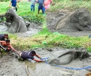 نجات های جانکاه؛ فیل تا خرطوم رفته تو باتلاق رو جای تریلی می خوان با طناب دربیارن