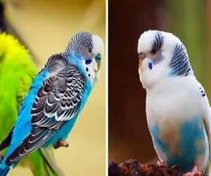 علائم بیماری های مرغ عشق؛ این کوچولوهای فسقلی هم مریض میشن و تو باید بدونی چیکار کنی