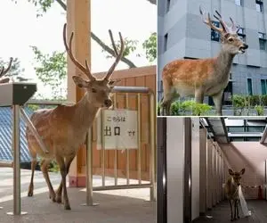 جایی که گوزن های وحشی تو شهر زندگی می کنن و جالبش اینه که کنارت میشینن و غذا میخورن!