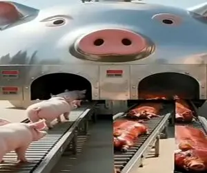 فرآوری خوک؛ خوک لجن رو با پشم و پیل فرستادن تو دستگاه  کز خورد سوخاری شد