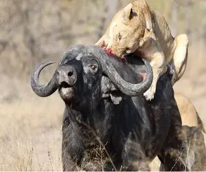از جذابیت های حیات وحش؛ شیر بعد از این که خوب سوار بوفالو شد دخلش رو میاره
