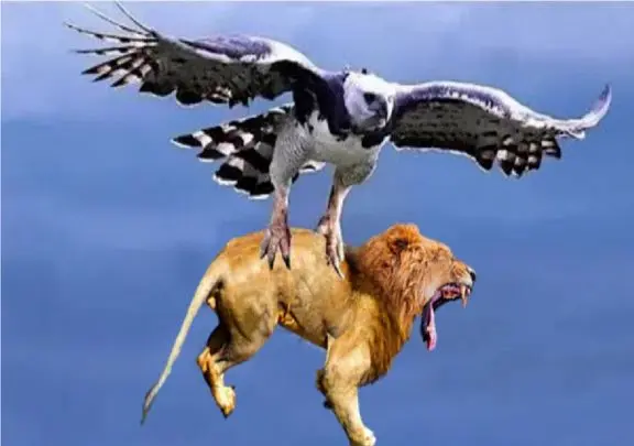 مستند حیات وحش؛ عقاب براش چرنده و خزنده و پرنده نداره