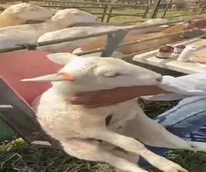 دامداری نوین؛ بره ناقلا به قدری بامزه و با تعجب نشسته برا واکسیناسیون که خنده میفتی