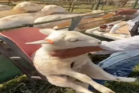 دامداری نوین؛ بره ناقلا به قدری بامزه و با تعجب نشسته برا واکسیناسیون که خنده میفتی