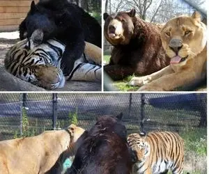 فراری دادن دو ببر توسط یک خرس سیاه تنبل