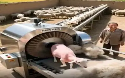 دامداری نوین؛ دستگاه پشم چین اتومات گوسفندا رو قورت میده بلوری و صاف و صوف تحویل میده