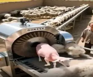 دامداری نوین؛ دستگاه پشم چین اتومات گوسفندا رو قورت میده بلوری و صاف و صوف تحویل میده
