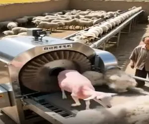 دامداری نوین؛ دستگاه پشم چین اتومات گوسفندا رو قورت میده بلوری و صاف و صوف تحویل میده