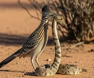 مستند حیات وحش/ میگ میگ قاتل مار شلنگی رو مثل رشته ماکارونی هورت کشید