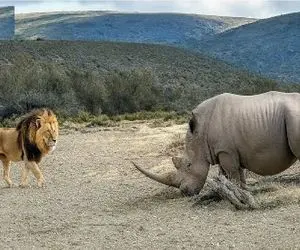 مستند حیات وحش؛ کرگدن شاخشو فرو کرد به شیری که با دمش بازی میکرد