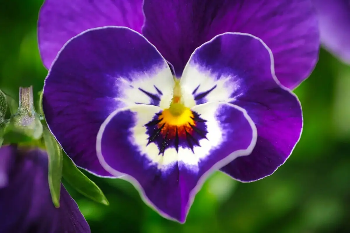viola-13