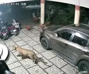 ماجرای حمله پلنگ گرسنه به سگ نگهبان چیست؟ + ویدیو