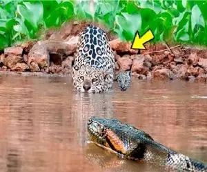 مستند حیات وحش؛ پیتون در قمار بقا به پلنگ باخت