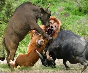 جذابیت حیات وحش؛ بوفالوهای بدسگال شیری که بچشونو بلعید جرواجر کردن دادن پلنگ