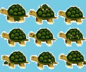 بازی فکری؛ تصویر گیج کننده از  تعداد لاکپشت هارو فقط نیم درصد تونستن حل کنن