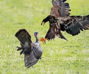 جذابیت حیات وحش / نبرد خصمانه شاهین و بوقلمون وقتی حریف جان به سر میشود