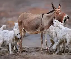 مستند حیات وحش؛ شکارچیان که به قصد شکار، شکار شدند