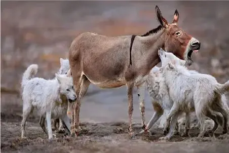 مستند حیات وحش؛ شکارچیان که به قصد شکار، شکار شدند