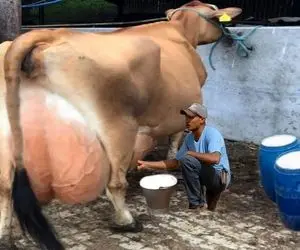 گاوهای باورنکردنی؛ گاو رکوردار شیردهی هست و 24 ساعت هر وقت برن سراغش شیر داره