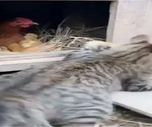 مستند حیات وحش؛ گربه رگ غیرتش سر مرغ و جوجه اش باد میکنه مانگوس متجاوز تیکه پاره کرد