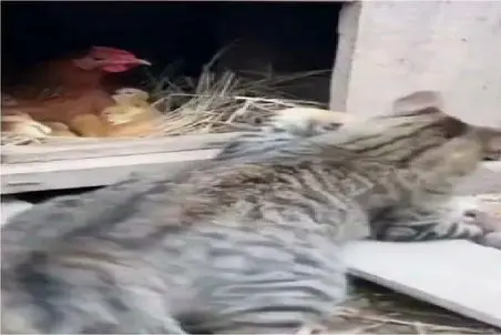 مستند حیات وحش؛ گربه رگ غیرتش سر مرغ و جوجه اش باد میکنه مانگوس متجاوز تیکه پاره کرد