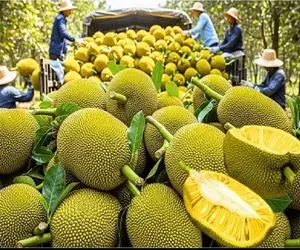 کشاورزی نوین؛ تخم یدونه جک‌فروت رو مزرعه میکنن میوه هاش انقد گنده میشه میافته تو آب