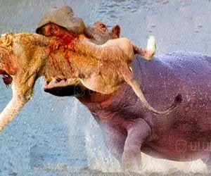 شاهکار حیات وحش / اسب آبی ردی شیر با اون عظمت کرد تو دهنش خورد خاکشیر شد