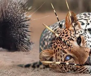 نارام زیان؛ جوجه تیغی سفاک تیغاش و فرو کرد تو چش و چال توله پلنگ ناز نازی