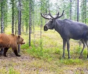 جذابیت حیات وحش / دیوانه‌وارترین نبرد خرس با گوزن شاخ دراز در میان جنگل